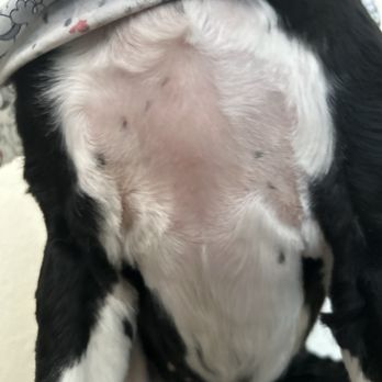 Paws For Elegance - Big patch on chest - Pet Groomers Near Me - Sherwood, Oregon