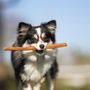 Ravenous Canine