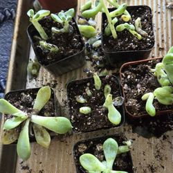 Ramsey Nursery