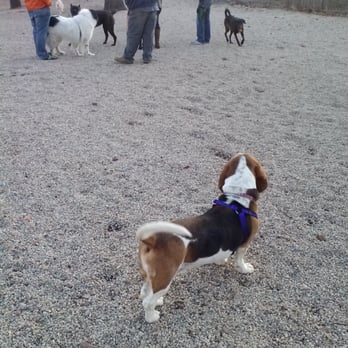 Union Street Dog Park - Dog Parks Near Me - New Haven, Connecticut Union Street Dog Park - Dog Parks Near Me - New Haven, Connecticut