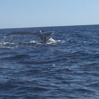 Cabo Expeditions - Tours Near Me - Cabo San Lucas, BCS Cabo Expeditions - Tours Near Me - Cabo San Lucas, BCS