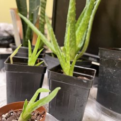 Baby aloes
