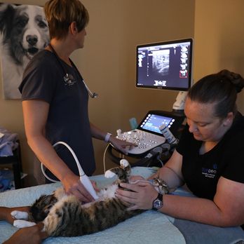 BluePearl - Brandon - Veterinarians Near Me - Brandon, Florida BluePearl - Brandon - Veterinarians Near Me - Brandon, Florida