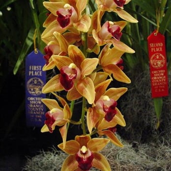 Orchid Design - Florists Near Me - San Jose, California Orchid Design - Florists Near Me - San Jose, California