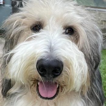 Poop B' Gone - Pet Waste Removal Near Me Poop B' Gone - Pet Waste Removal Near Me