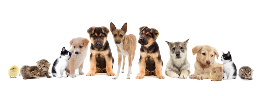 Chasing Tails - pet boarding facility in West Fargo, ND