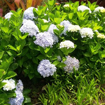 Ali'i Kula Lavender - Beautiful hydrangeas! - Tours Near Me - Kula, Hawaii Ali'i Kula Lavender - Beautiful hydrangeas! - Tours Near Me - Kula, Hawaii