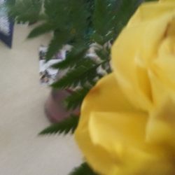 Fire and Ice Florist