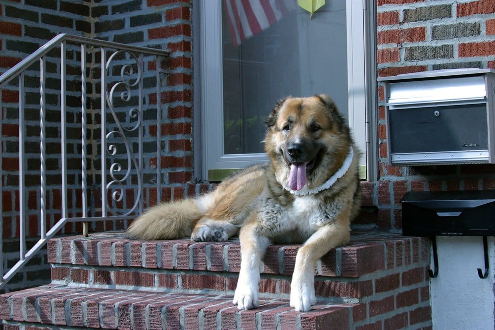 DOCTOR PAT’S PET HOUSE CALL PRACTICE Updated July 2024 14 Photos