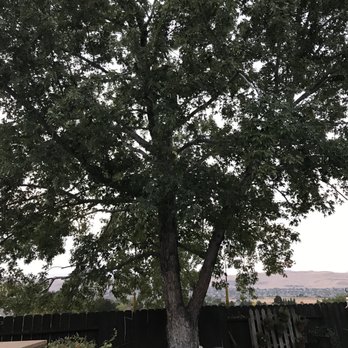 American Arborists - Back tree - Tree Services Near Me - Reno, Nevada American Arborists - Back tree - Tree Services Near Me - Reno, Nevada