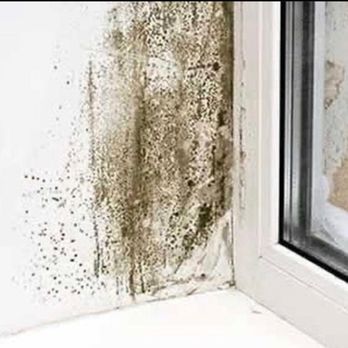24 Mold - Environmental Abatement Near Me 24 Mold - Environmental Abatement Near Me