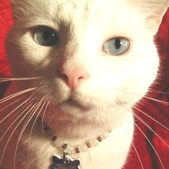 Heavy Petting Pet Sitting - Pet Sitting Near Me - Charlotte, North Carolina Heavy Petting Pet Sitting - Pet Sitting Near Me - Charlotte, North Carolina