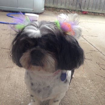 A Paw-Fect Cut - Exactly what I wanted. - Pet Groomers Near Me - Frankfort, Illinois