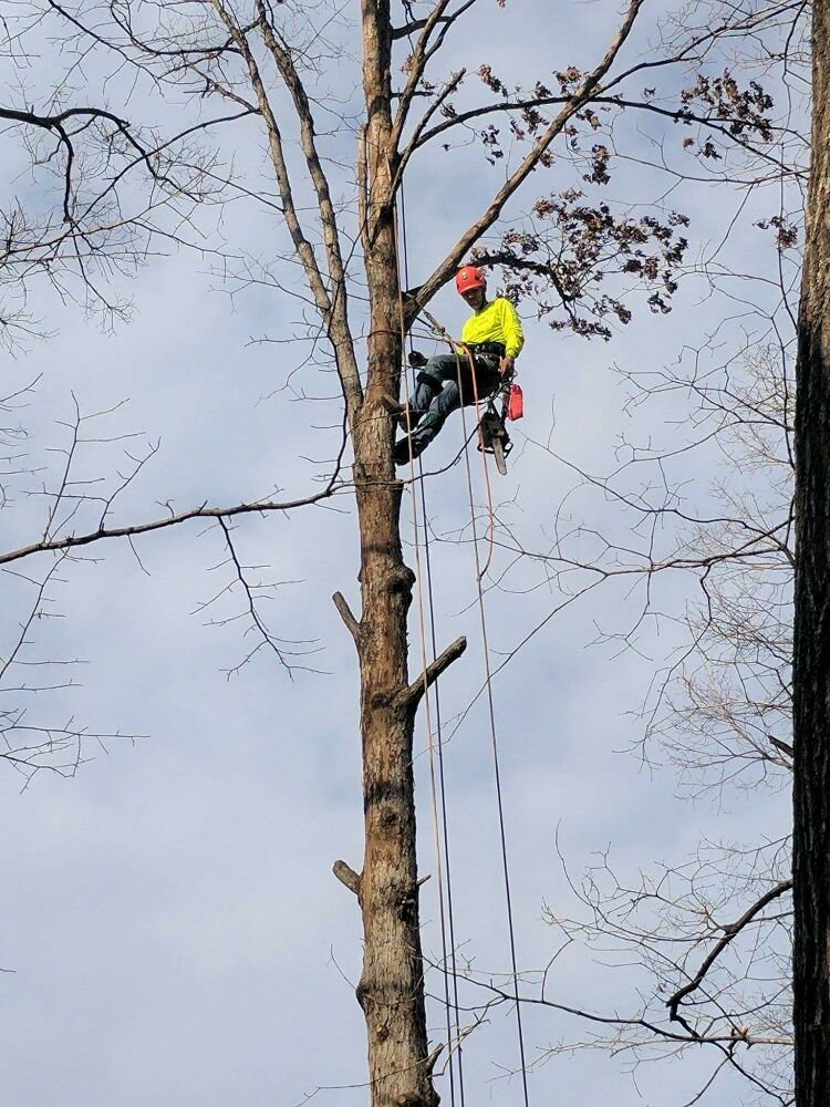 HSC TREE SERVICES - Updated September 2025 - 1616 S Fayetteville St ...