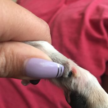 Tub Time Doggie Salon - Uneven nail trim - Pet Groomers Near Me - Aurora, Colorado Tub Time Doggie Salon - Uneven nail trim - Pet Groomers Near Me - Aurora, Colorado