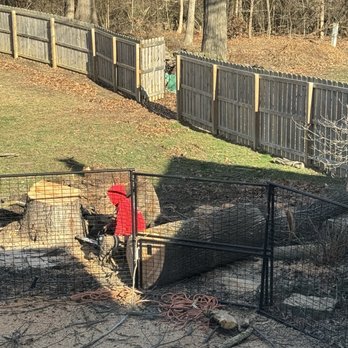 Leo Tree Service - tree cut down - Tree Services Near Me Leo Tree Service - tree cut down - Tree Services Near Me