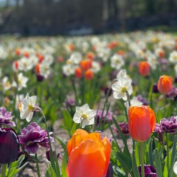 Biltmore - Some of the flowers in the garden... tulips - Landmarks & Historical Buildings Near Me - Asheville, North Carolina