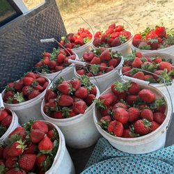 Saechao Strawberries Stand - Fresh picked every morning