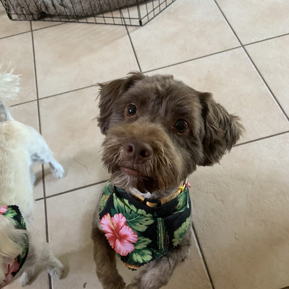 Bow Wow Barn Pet Salon - Pet Services Near Me - Apopka, Florida