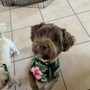 Photo of Bow Wow Barn Pet Salon