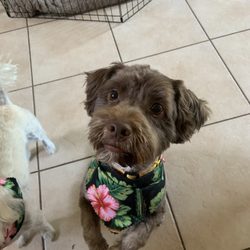 Bow Wow Barn Pet Salon