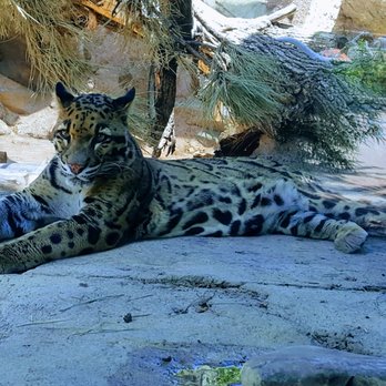 Denver Zoo - Clouded Leopard - Zoos Near Me - Denver, Colorado Denver Zoo - Clouded Leopard - Zoos Near Me - Denver, Colorado
