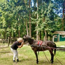 CHS Northwest - Equine Energy Nonprofit-horses helping humans thrive!