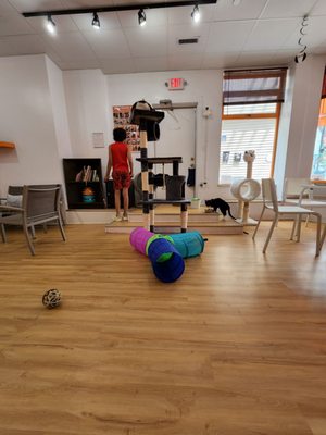 Mew Haven Cat Cafe by null