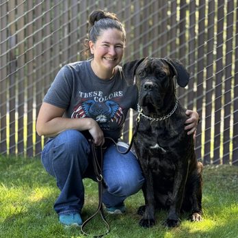 Ultimate K9 - Mastiff cross puppy learning how to be a model citizen in Graham - Pet Training Near Me - Graham, Washington Ultimate K9 - Mastiff cross puppy learning how to be a model citizen in Graham - Pet Training Near Me - Graham, Washington
