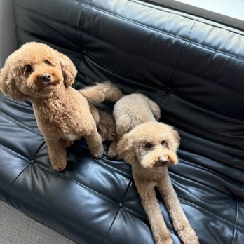 The Dog Barber - Parker and Ronin - Pet Groomers Near Me - San Francisco, California The Dog Barber - Parker and Ronin - Pet Groomers Near Me - San Francisco, California