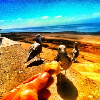 Las Flores View Point - My greedy little friend, hope he wasn't on a no carb diet:) - Parks Near Me