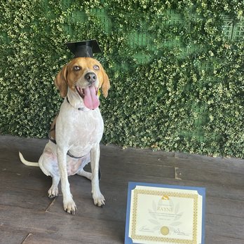 K9 Solutions Dog Training - Pet Training Near Me - West Palm Beach, Florida K9 Solutions Dog Training - Pet Training Near Me - West Palm Beach, Florida