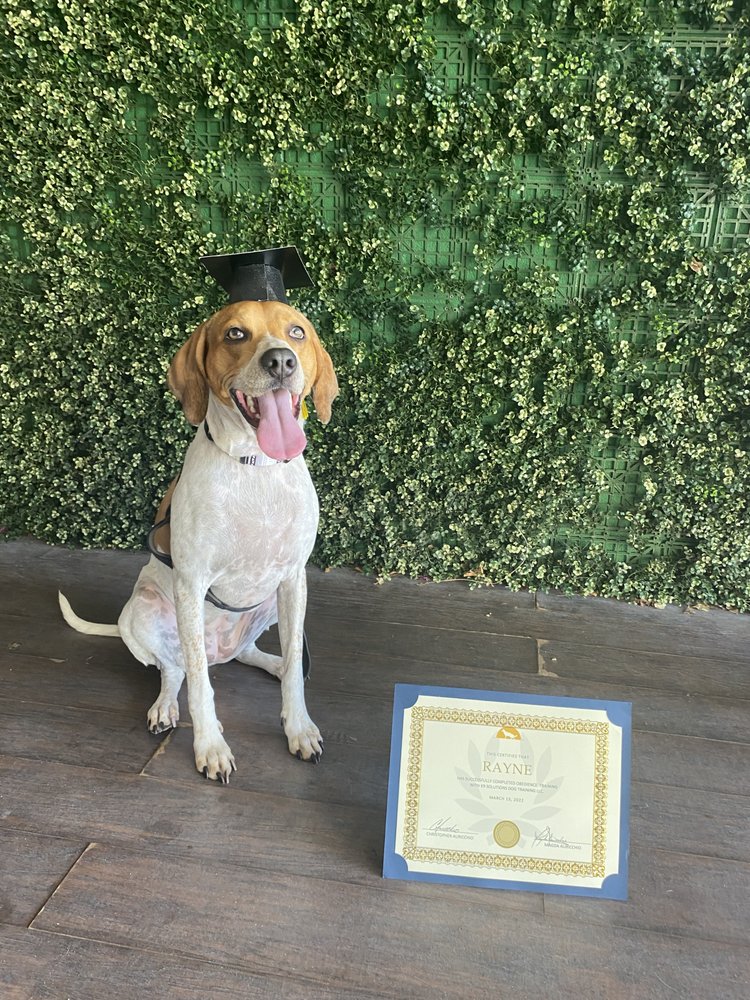 K9 SOLUTIONS DOG TRAINING Updated September 2024 21 Photos