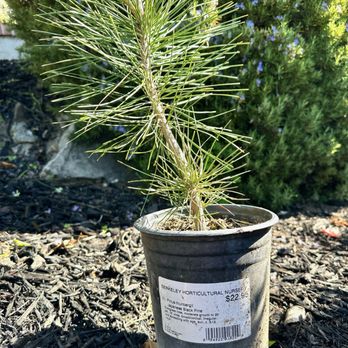 Berkeley Horticultural Nursery - Japanese black pine. - Nurseries & Gardening Near Me - Berkeley, California