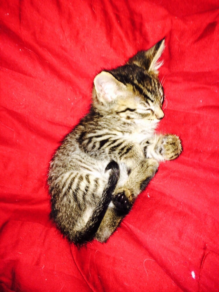 THE VINEYARDS HOMES Updated September 2024 8000 Hampshire Ct, Bakersfield, California