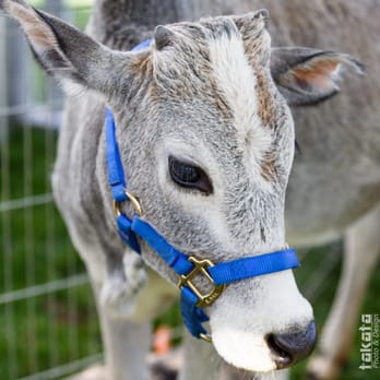 Reptacular Animals - Party & Event Planning Near Me - Sun Valley, California Reptacular Animals - Party & Event Planning Near Me - Sun Valley, California