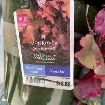 Lowe's Home Improvement - Love these - coral bells - sale: half off now - Hardware Stores Near Me - San Bruno, California Lowe's Home Improvement - Love these - coral bells - sale: half off now - Hardware Stores Near Me - San Bruno, California