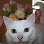 Photo of Purrfect Pooches Pet SItters
