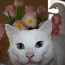Purrfect Pooches Pet SItters - Carmella is one of the owners personal cats.