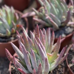 Waterwise Botanicals - Dudleya greenei Channel Islands Powder Rosettes