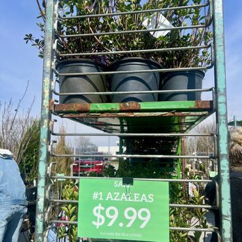 Second Chance Plants Harrisburg - Azalea bargain $9.99 - Nurseries & Gardening Near Me - Harrisburg, Pennsylvania Second Chance Plants Harrisburg - Azalea bargain $9.99 - Nurseries & Gardening Near Me - Harrisburg, Pennsylvania