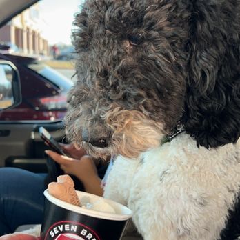 7 Brew Coffee - Puppuchino - Coffee & Tea Near Me - Springfield, Missouri