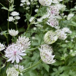 Dunn Gardens