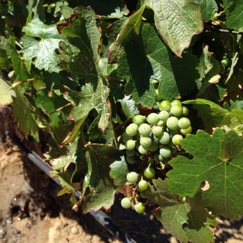 Leoness Cellars - Venues & Event Spaces Near Me - Temecula, California