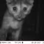 Photo of Cat Wrangler Ranch and Rescue