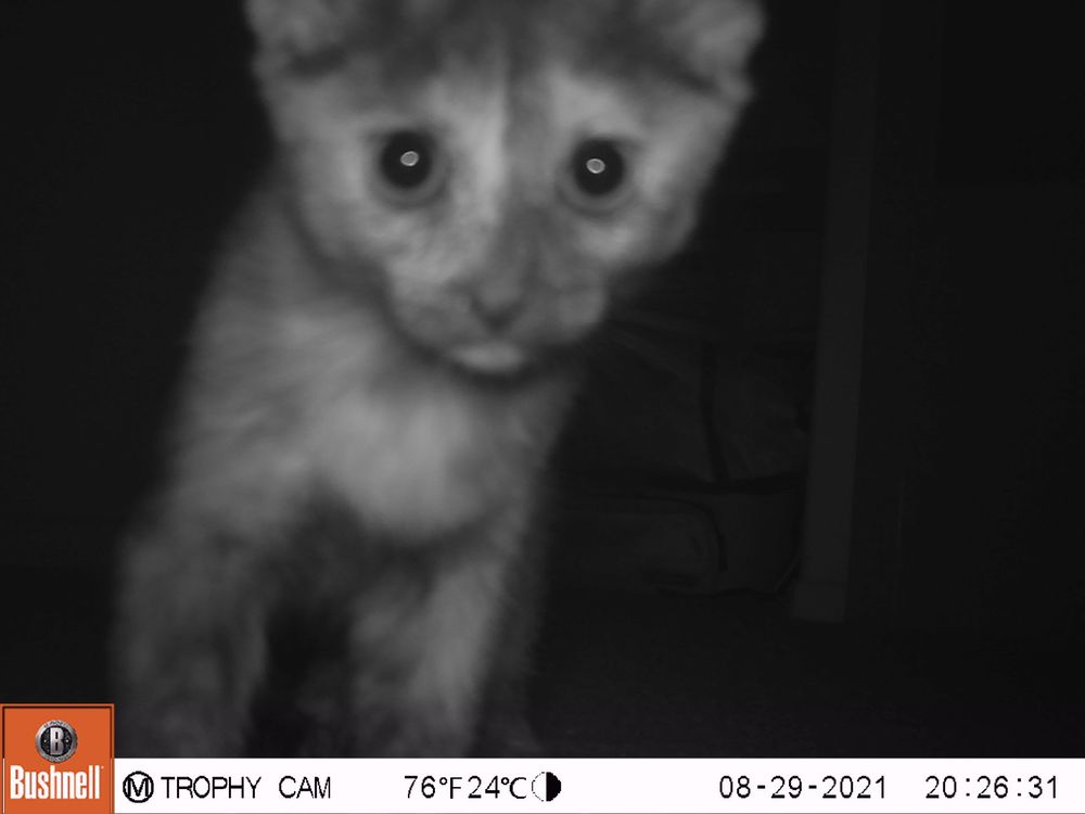 CAT WRANGLER RANCH AND RESCUE Updated August 2024 14 Photos Roosevelt, Utah Animal