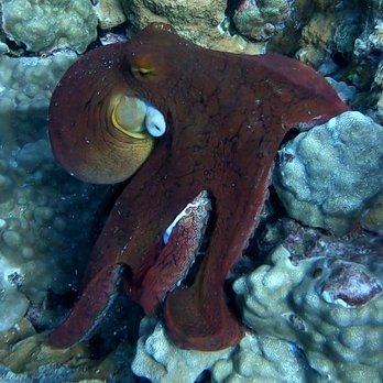 Waikiki Dive Center - Octopus - Scuba Diving Near Me - Honolulu, Hawaii Waikiki Dive Center - Octopus - Scuba Diving Near Me - Honolulu, Hawaii