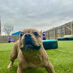 Han Dover Your Rover - This is my Frenchie victory I couldn't wait to pick him Monday he looks terrified
