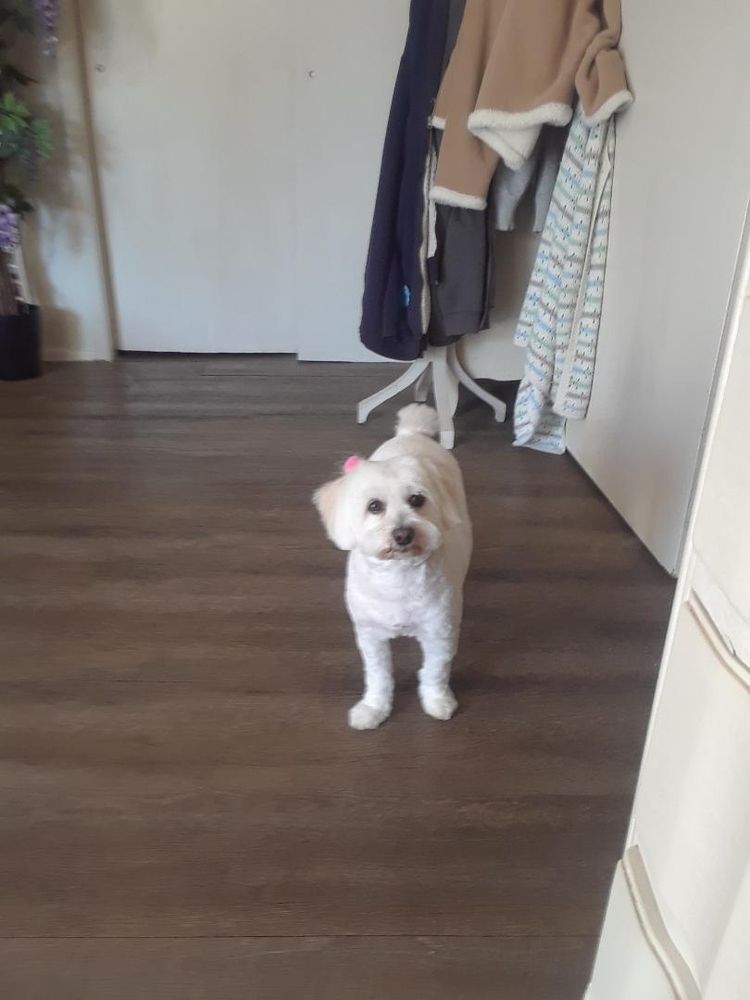 BONES BATH AND BEYOND Updated May 2024 5020 Sunrise Hwy, Massapequa Park, New York Pets