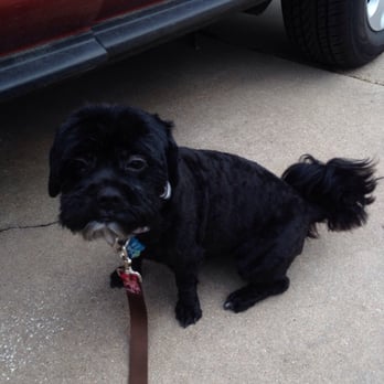 Wholesome Doodle Spa - Pet Groomers Near Me - Georgetown, Texas Wholesome Doodle Spa - Pet Groomers Near Me - Georgetown, Texas